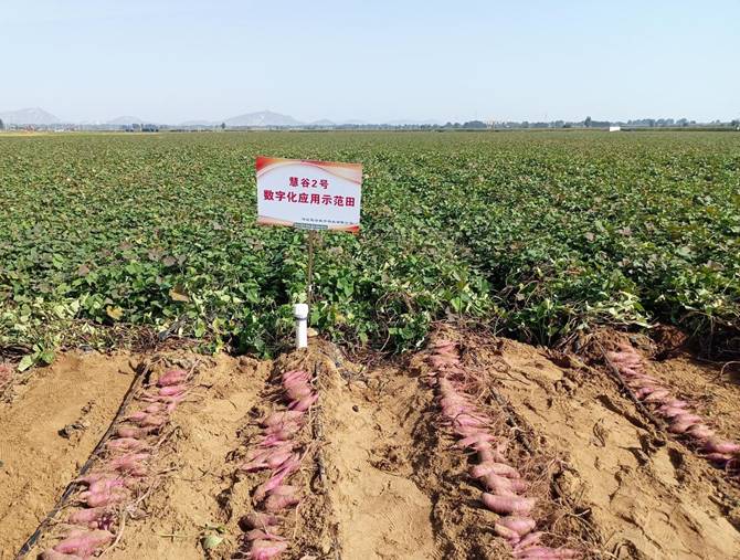 ����kaiyun�羺��(�й���)�ٷ���վ