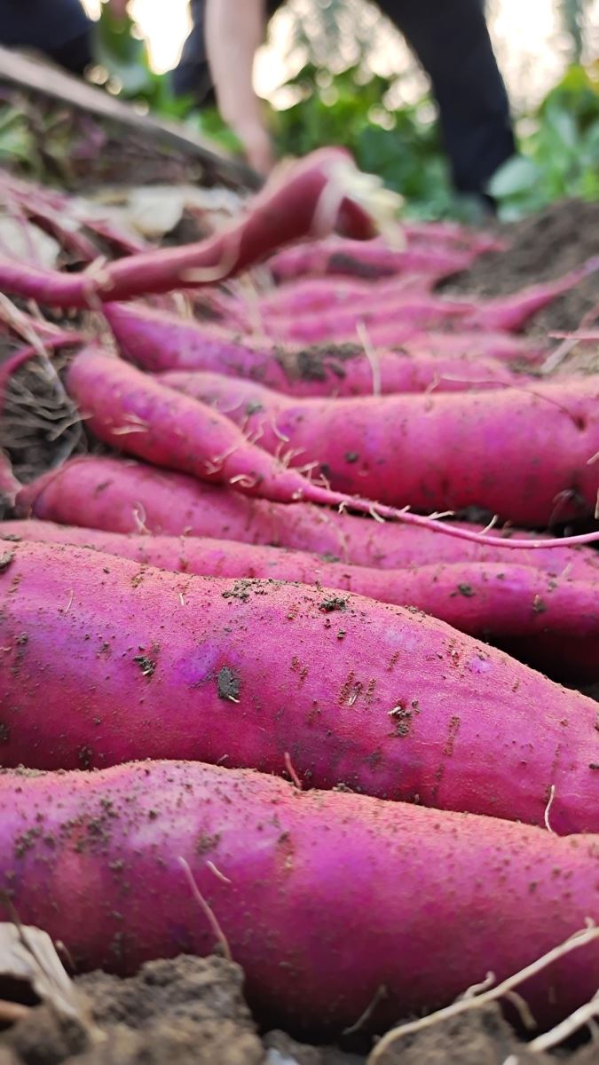 ����kaiyun�羺��(�й���)�ٷ���վ