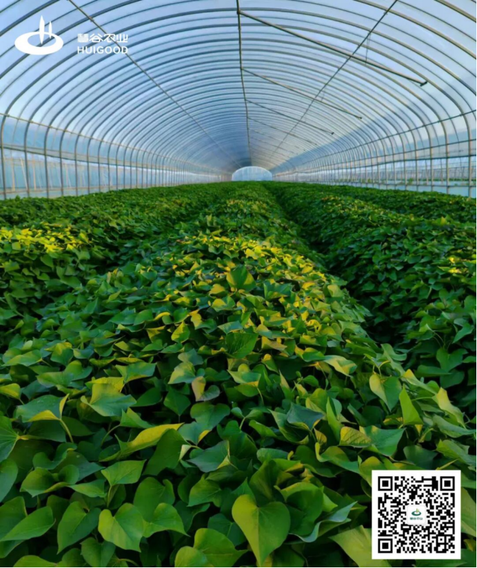 ����kaiyun�羺��(�й���)�ٷ���վ